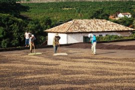 Coffee plantation